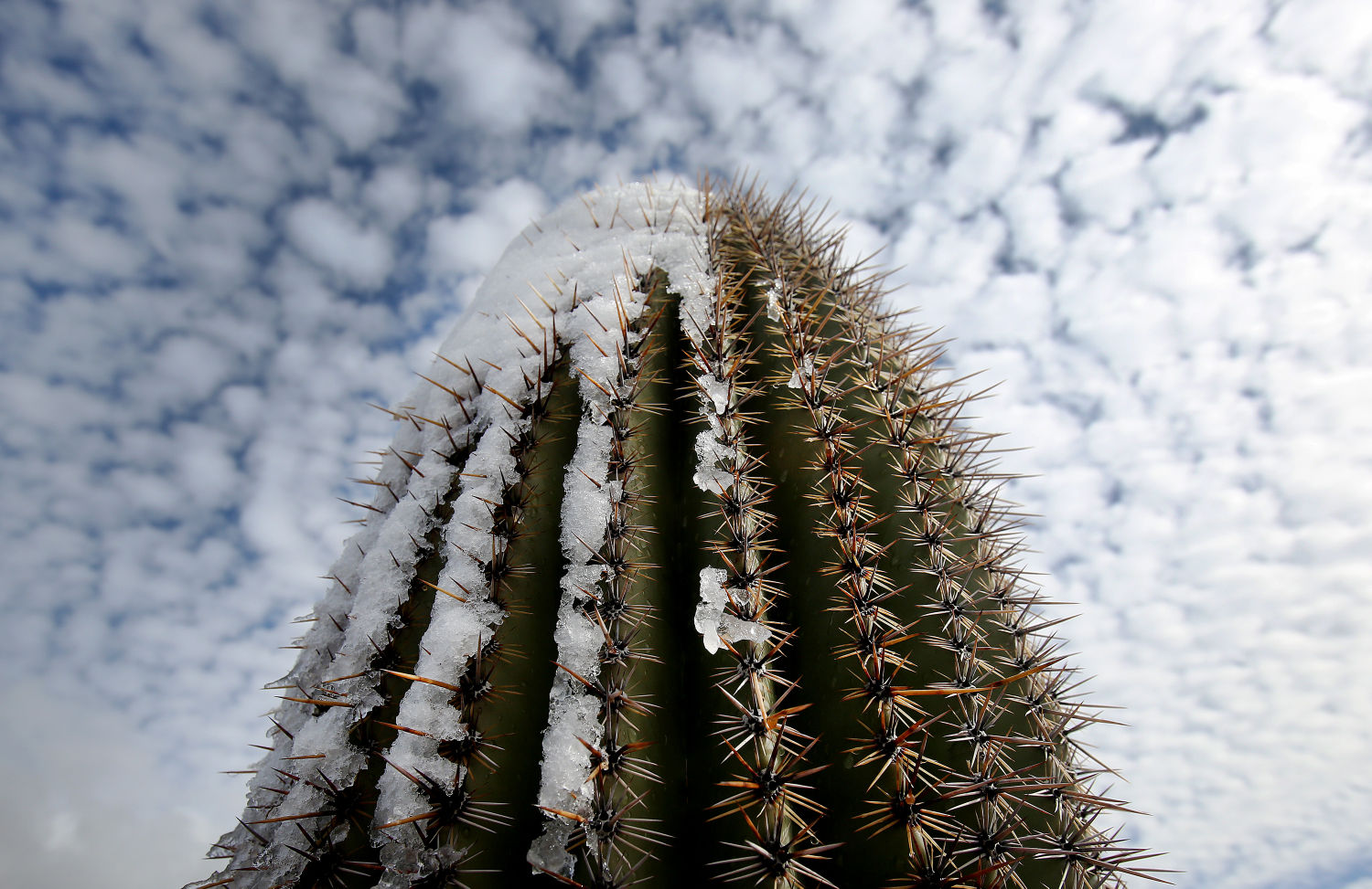 Tucson's quirky saguaros
